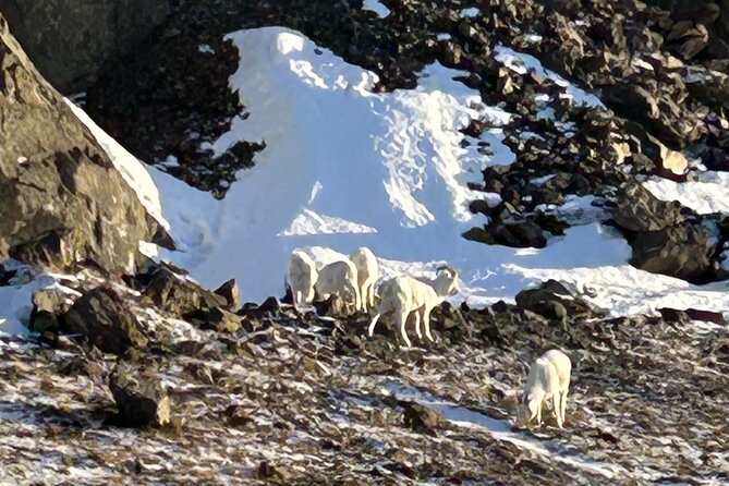 Seward to Anchorage Full Day Transit Tour with Port Pickup - Travel Between Stops on the Famous Seward Highway