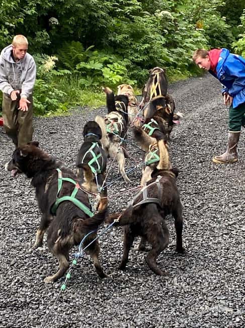 Seward: Turning Heads Kennel Tour & Dog Sled Ride - Key Points