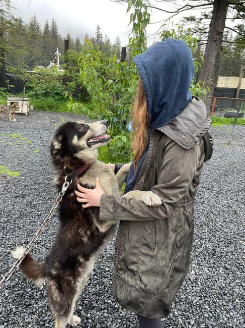 Seward: Turning Heads Kennel Tour & Dog Sled Ride - Cuddle Puppies and Get Close to the Huskies