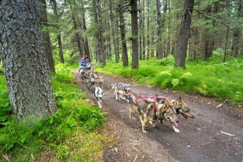 Seward: Turning Heads Kennel Tour & Dog Sled Ride - Final Thoughts on the Seward: Turning Heads Kennel Tour & Dog Sled Ride