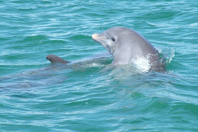 Shallow Water Snorkeling and Dolphin Watching in Key West - Weather Considerations and Safety Policies