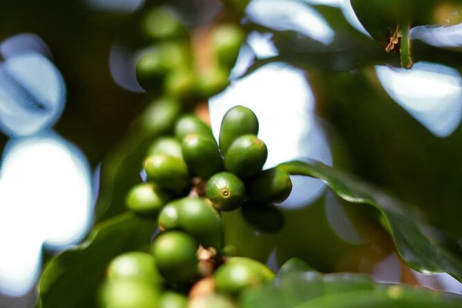 Shared Food & Waterfall Tour in Honolulu - Lunch and Local Food Truck Delights in Haleiwa