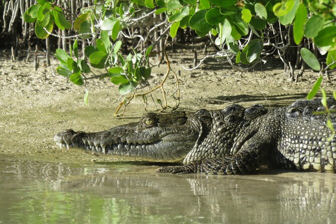Shared mangroves kayak tour in Holbox - The Wildlife You Can Expect to Encounter