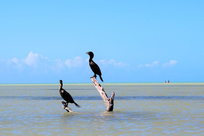 Shared mangroves kayak tour in Holbox - Practical Tips for the Kayak Tour