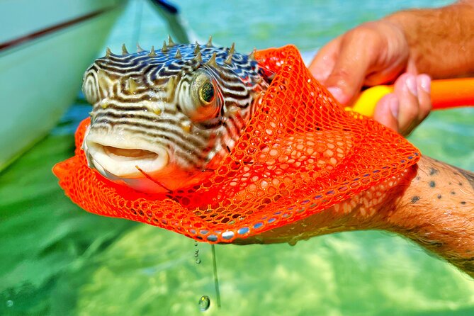 Shared Small Group Slide Pontoon Crab Island Experience - Key Points