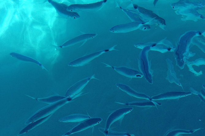 Shared snorkeling tour from Tropea to Capo Vaticano - Discover Tropea’s Coastal Beauty with a Snorkeling Mini Cruise