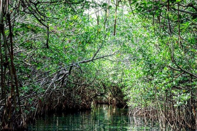 Shared Speedboat and Snorkeling Adventure in Cancun - The Tour Starts at Jungle Tour Adventure Cancun