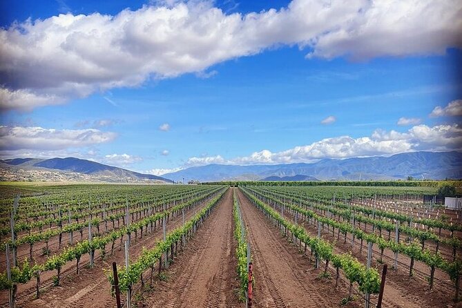 Shared Temecula Wine Tour from Tustin - Key Points