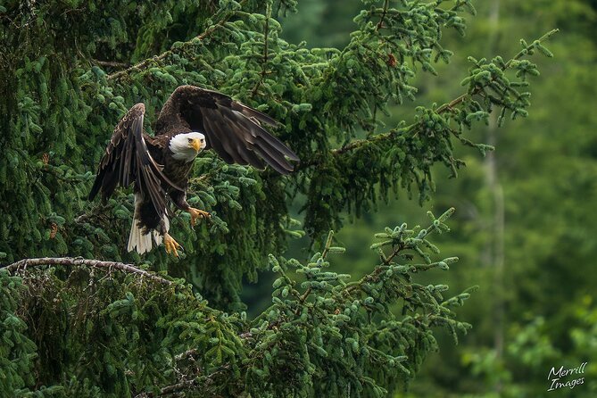 Shared Tour in Sitka with Meal - Final Thoughts on the Sitka Shared Land Tour with Meal