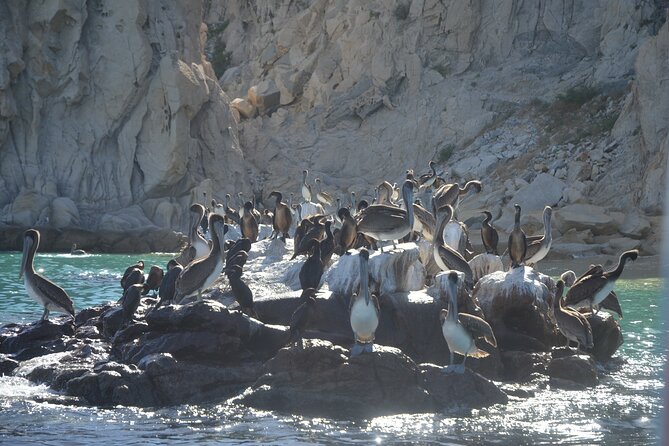 Shared Tour to the Arch of Cabo San Lucas - Wildlife and Marine Encounters