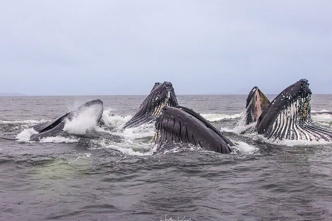 Shared Whale and Wildlife Viewing - Decades of Marine Navigation by Experienced Captains