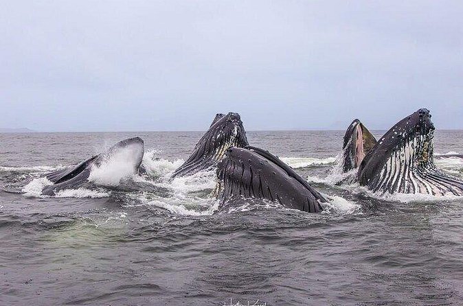 Shared Whale and Wildlife Viewing - From Icy Strait Point to Marine Wildlife Encounters