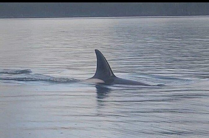 Shared Whale and Wildlife Viewing - Weather Dependence and Cancellation Policy