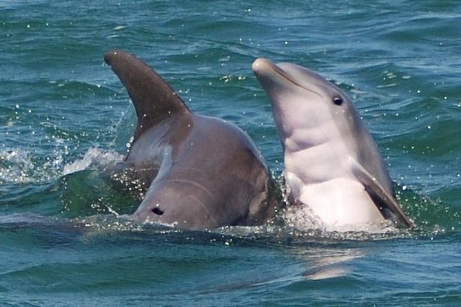 Shark and Wildlife Viewing Adventure in Key West - Shark and Wildlife Viewing Adventure in Key West: A Close Encounter with Marine Life