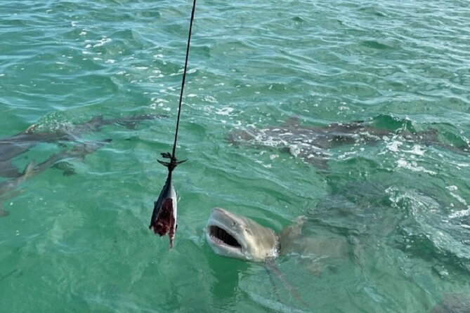 Shark and Wildlife Viewing Adventure in Key West - Wildlife Encounters Along the Shore and Off-shore