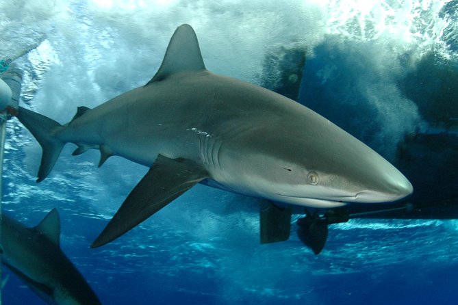 Shark Cage Diving In Oahu - Encounter Sharks Safely in Oahu’s Pristine Waters