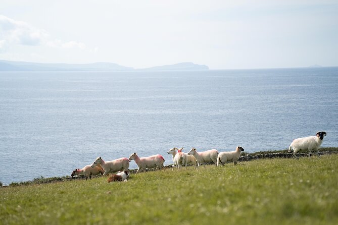 Sheepdog Demonstrions, Pet Lambs and Beehive Huts - Key Points