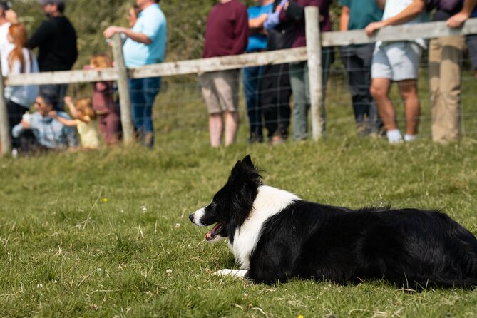 Sheepdog Demonstrions, Pet Lambs and Beehive Huts - The Petting Farm: Meeting Ireland’s Farm Animals Up Close
