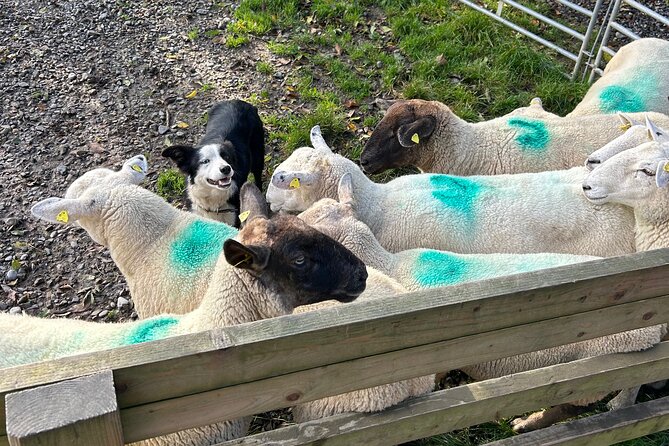 Sheepdogs in the countryside, authentic Dubliners city tour combo - Discovering Dublin’s Main Sights and Green Spaces