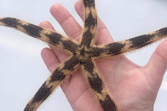 Shell Island Snorkel and Dolphin Catamaran Cruise with Island Time - Snorkeling at St. Andrews Bay and Marine Life Encounters