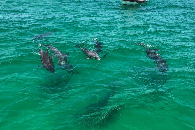 Shell Island Snorkel and Dolphin Catamaran Cruise with Island Time - Shell Island Activities and Water Play Options