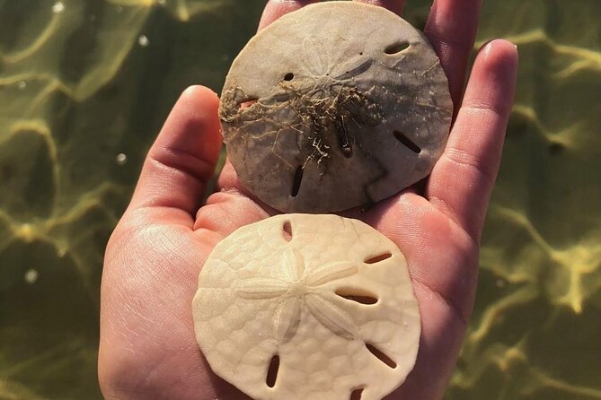 Shell Island Snorkel and Dolphin Catamaran Cruise with Island Time - Expert Crew Ensures a Safe and Enjoyable Trip