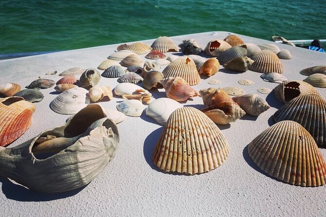 Shell Island Snorkel and Dolphin Catamaran Cruise with Island Time - Food and Drinks: Snacks and Beverages Available