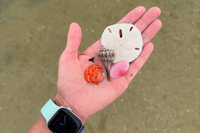 Shell Key Shelling Tour Discover Unique Treasures - St. Pete, FL - Explore Shell Key on a Guided Shelling and Snorkeling Trip in St. Pete, FL