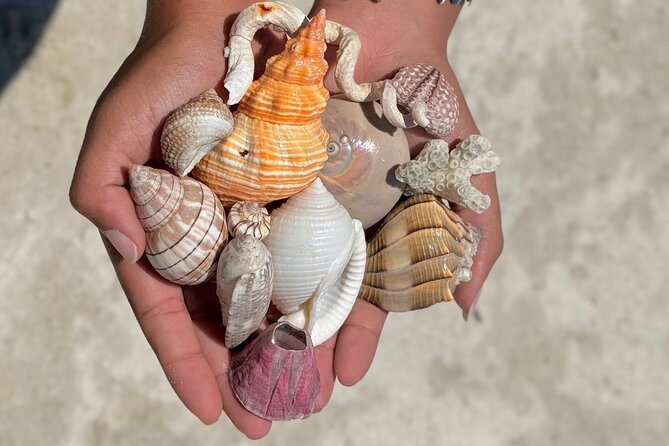 Shell Key Shelling Tour Discover Unique Treasures - St. Pete, FL - Key Points