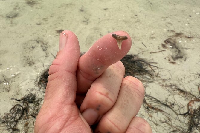 Shell Key Shelling Tour Discover Unique Treasures - St. Pete, FL - What Makes the Shell Key Experience Special?