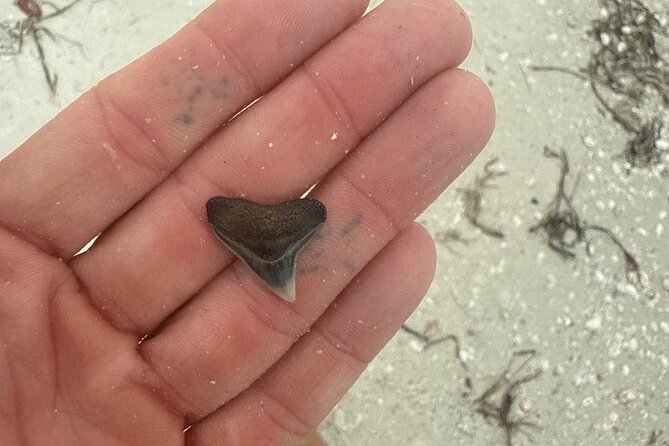 Shell Key Shelling Tour Discover Unique Treasures - St. Pete, FL - Logistics: Meeting, Equipment, and Group Size