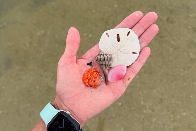 Shell Key Shelling Tour Discover Unique Treasures - St. Pete, FL - The Itinerary: From Calm Waters to Shoreline Treasures