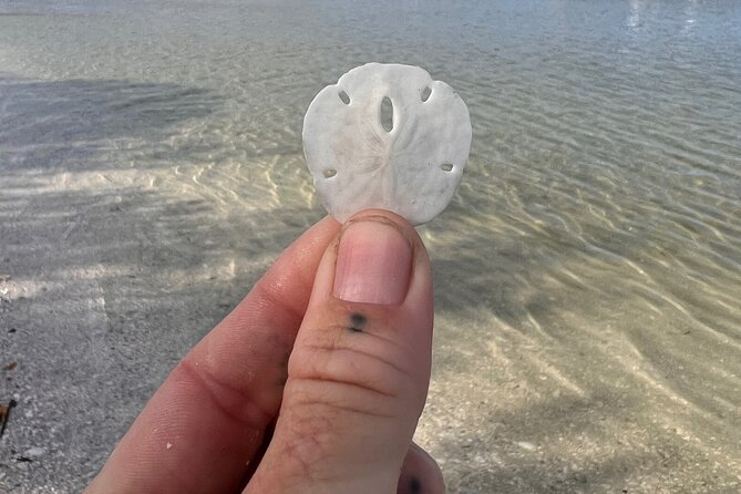 Shell Key Shelling Tour Discover Unique Treasures - St. Pete, FL - Physical Requirements and Accessibility