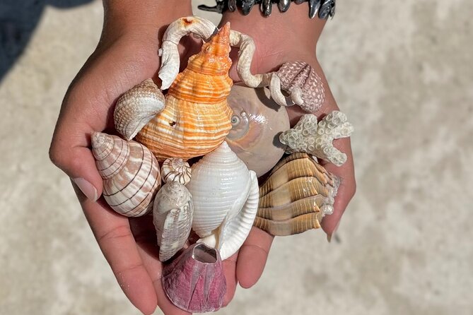 Shell Key Shelling Tour Discover Unique Treasures - St. Pete, FL - What Sets This Tour Apart from Similar Experiences?