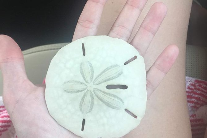 Shelling Tours - Fort Myers Beach / Naples - Snorkeling Options with Provided Gear