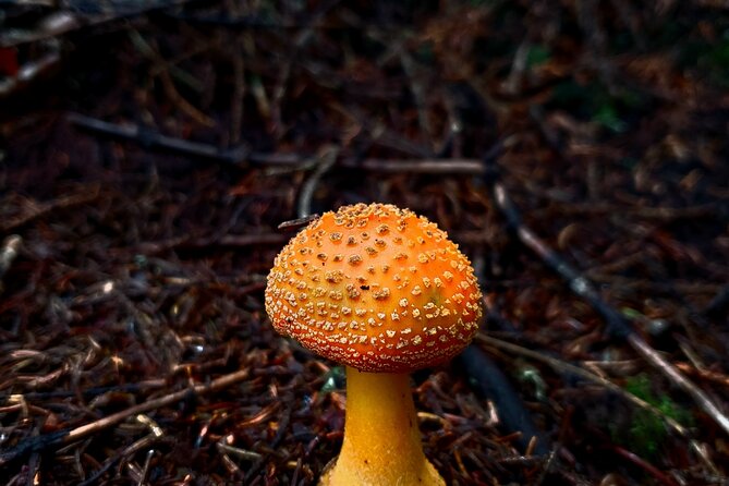 Shining Rock Guided Tour - Starting Point at Shining Creek Path Trail Head in Canton