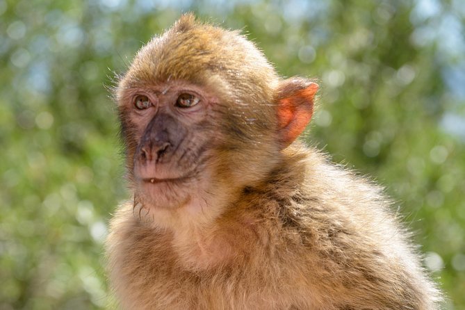 SHORE EXCURSION 3hrs Tunnel Tour - The Massive Willis’s Road Tunnels