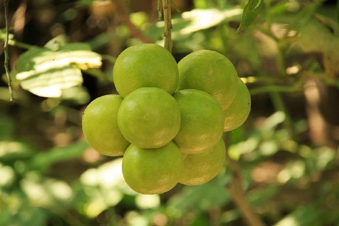 Shore Excursion Authentic Rural Mexican Experience - Key Points