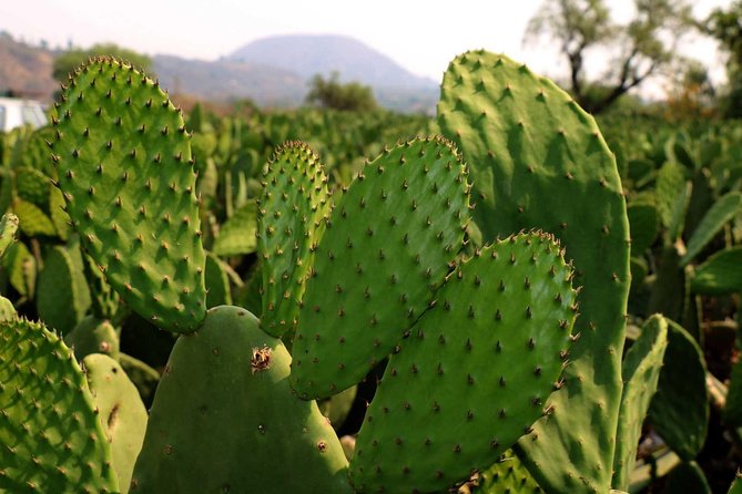 Shore Excursion Authentic Rural Mexican Experience - Optional Snorkeling and Water Activities