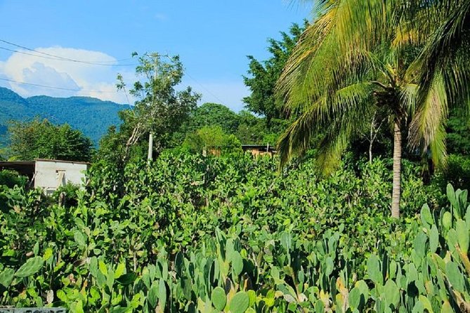 Shore Excursion Authentic Rural Mexican Experience - Practical Tips for Visitors