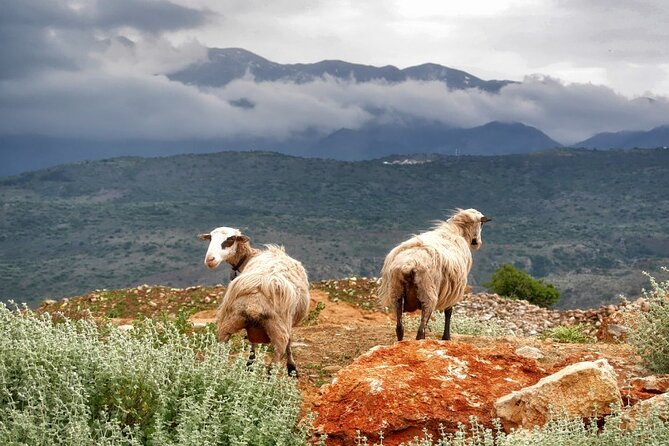 Shore Excursion Crete, Cave of Zeus, Palace of Knossos & Villages - Exploring the Palace of Knossos, Crete’s Most Famous Archaeological Site