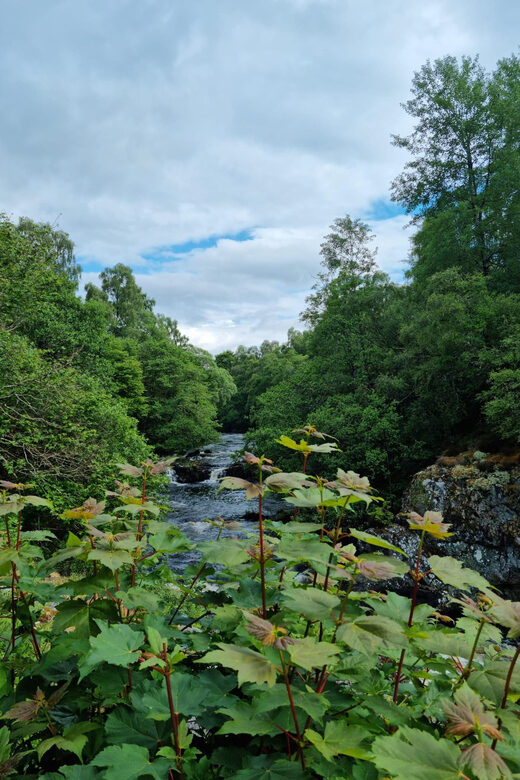 Shore excursion from Invergordon - Castles, Scenery & Whisky - Practical Details and Booking Flexibility