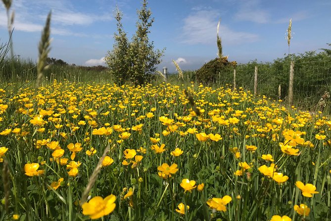 Shore Excursion Giants Causeway Private Tour - Convenient Pickup and Small Group Advantage