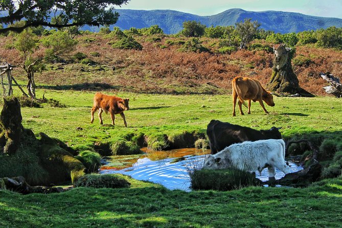 Shore Excursion - Northwest Terraces and Volcanic Pools 4x4 tour - Iconic Lookouts and Waterfalls at Ribeira da Janela and Seixal