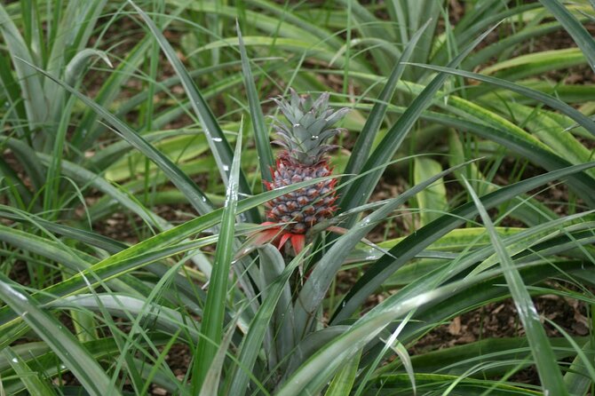 Shore Excursions to the volcano and crater of Lagoa das Sete Cidades - Lagoa das Sete Cidades: A Must-See, Even with the Weather