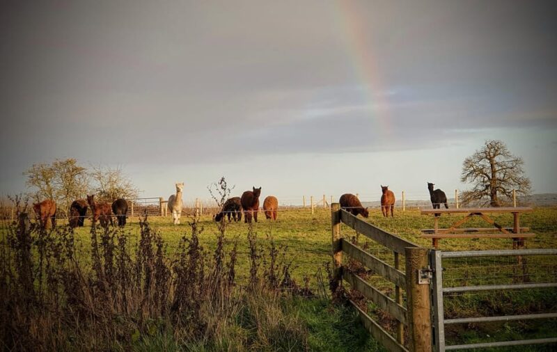 Shropshire: Alpaca Meet & Greet Intimate Alpaca Experience - Key Points