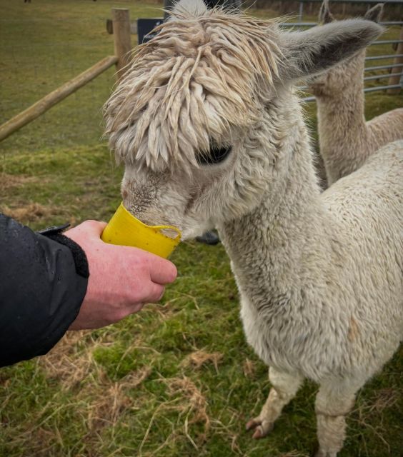 Shropshire: Alpaca Meet & Greet Intimate Alpaca Experience - Practical Details: How to Prepare for Your Visit