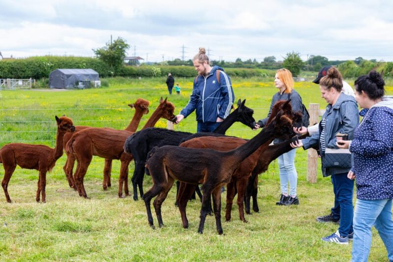Shropshire: Alpaca Meet & Greet Intimate Alpaca Experience - Who Will Most Enjoy This Experience?