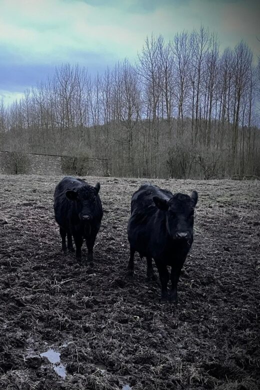 Shropshire: Meet the Mini Moos Cow Cuddling Experience - The Friendly Guides and Their Role in the Experience