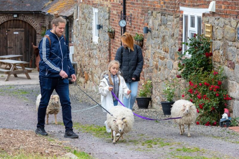 Shropshire: Sheep Trek with the Smallest Sheep in the World - The Smallest Sheep in the World: What Makes Them Special?